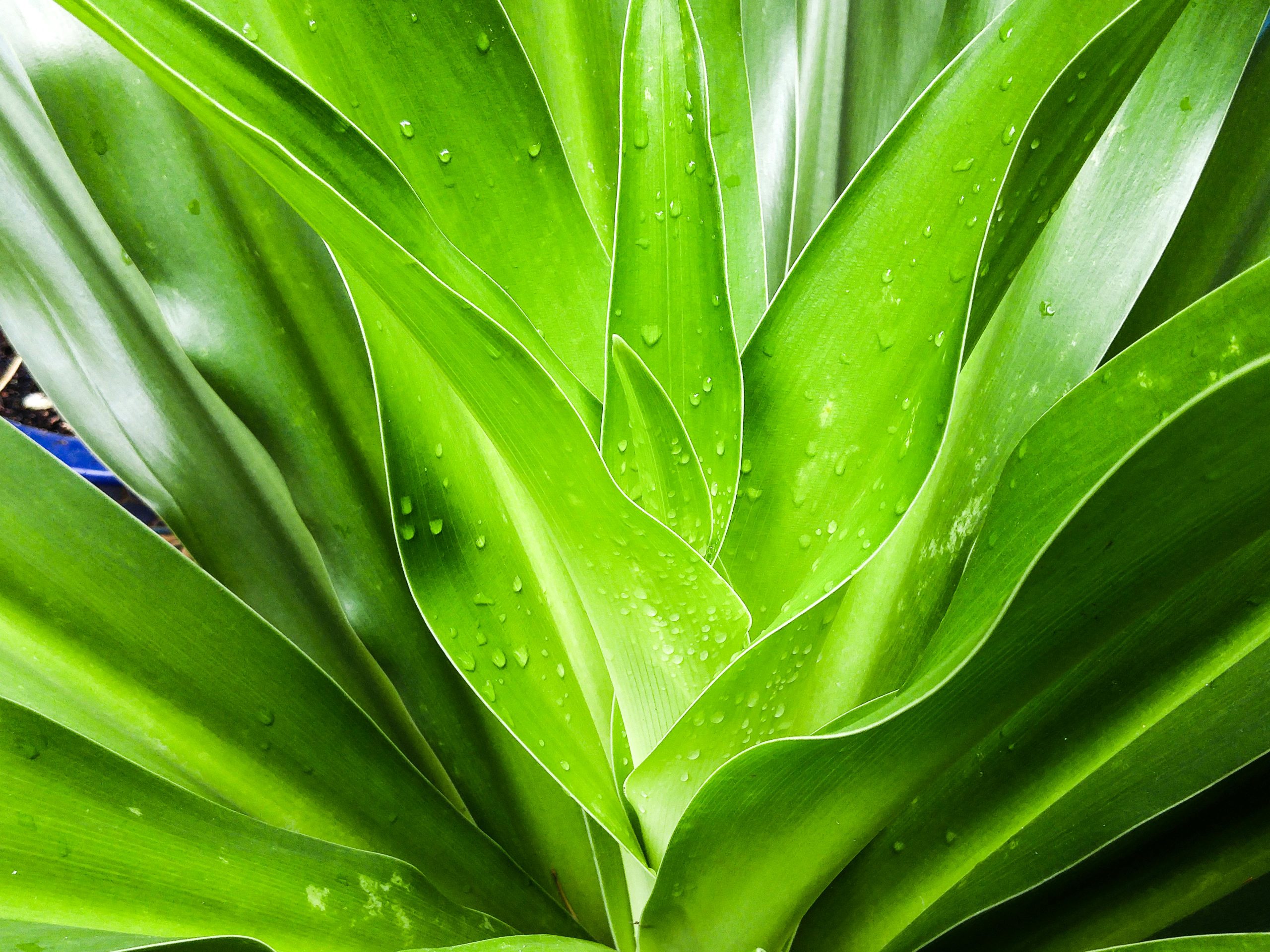 Vibrant close-up of lush green leaves with dewdrops creating a fresh, natural feel.